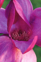 Magnolia 'royal purple' - 5l