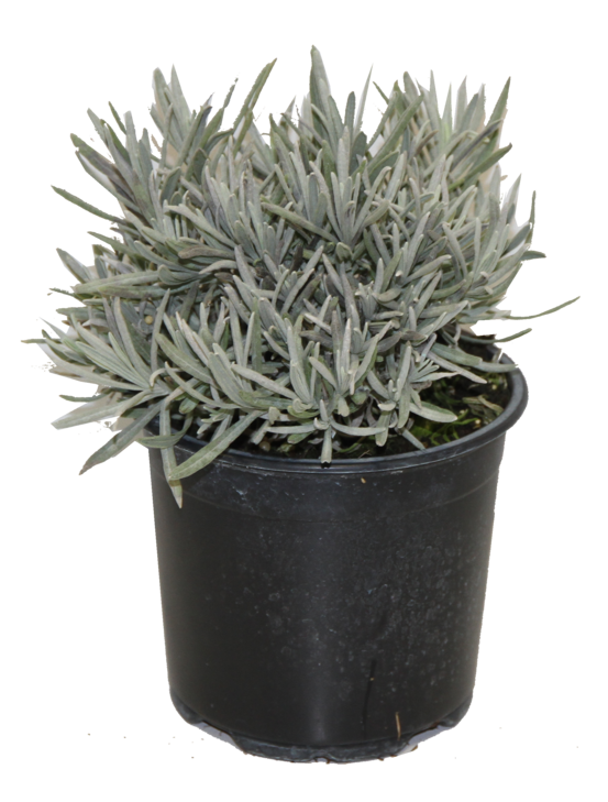 Lavande aromatique pot 14 cm