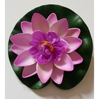 Lotus purple 10cm