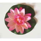 Lotus fushia 10cm