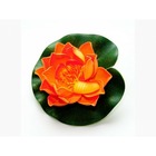 Lotus orange 17cm