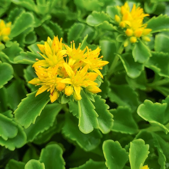 Orpin du kamtschaka godet de 8/9 cm