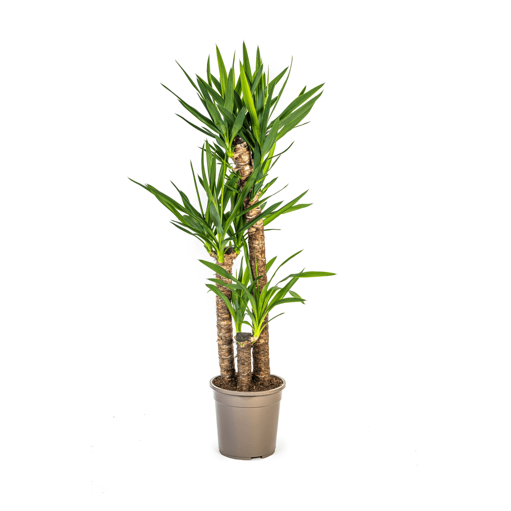 Yucca elephantipes ø24cm - ↕120 - 140cm - plantes d'intérieur