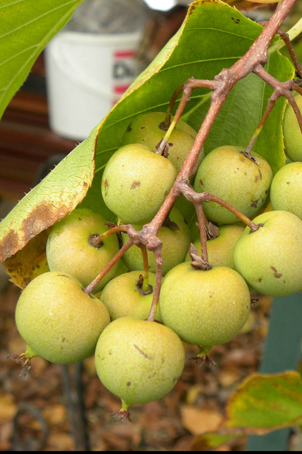 Kiwaï femelle &amp;#39;weiki&amp;#39; - 3l | Truffaut