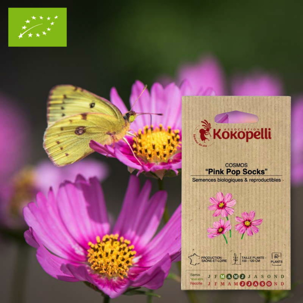 Graines bio à semer - cosmos pink pop socks