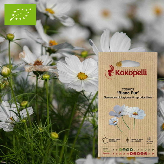 Graines bio à semer - cosmos blanc pur