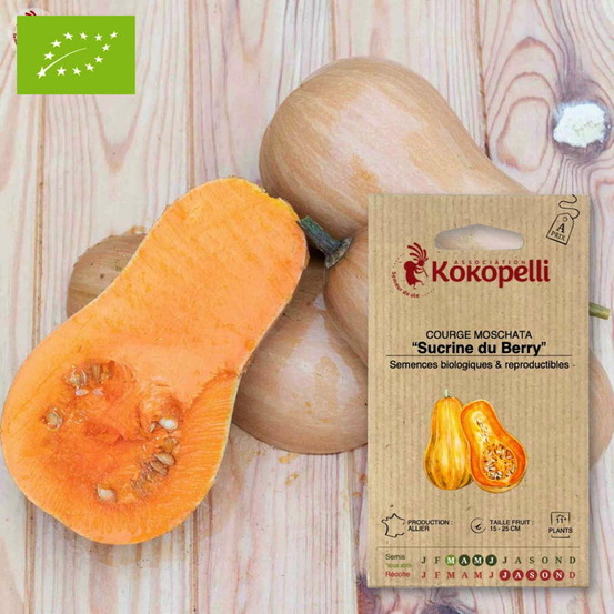 Graines bio à semer - courge moschata sucrine du berry