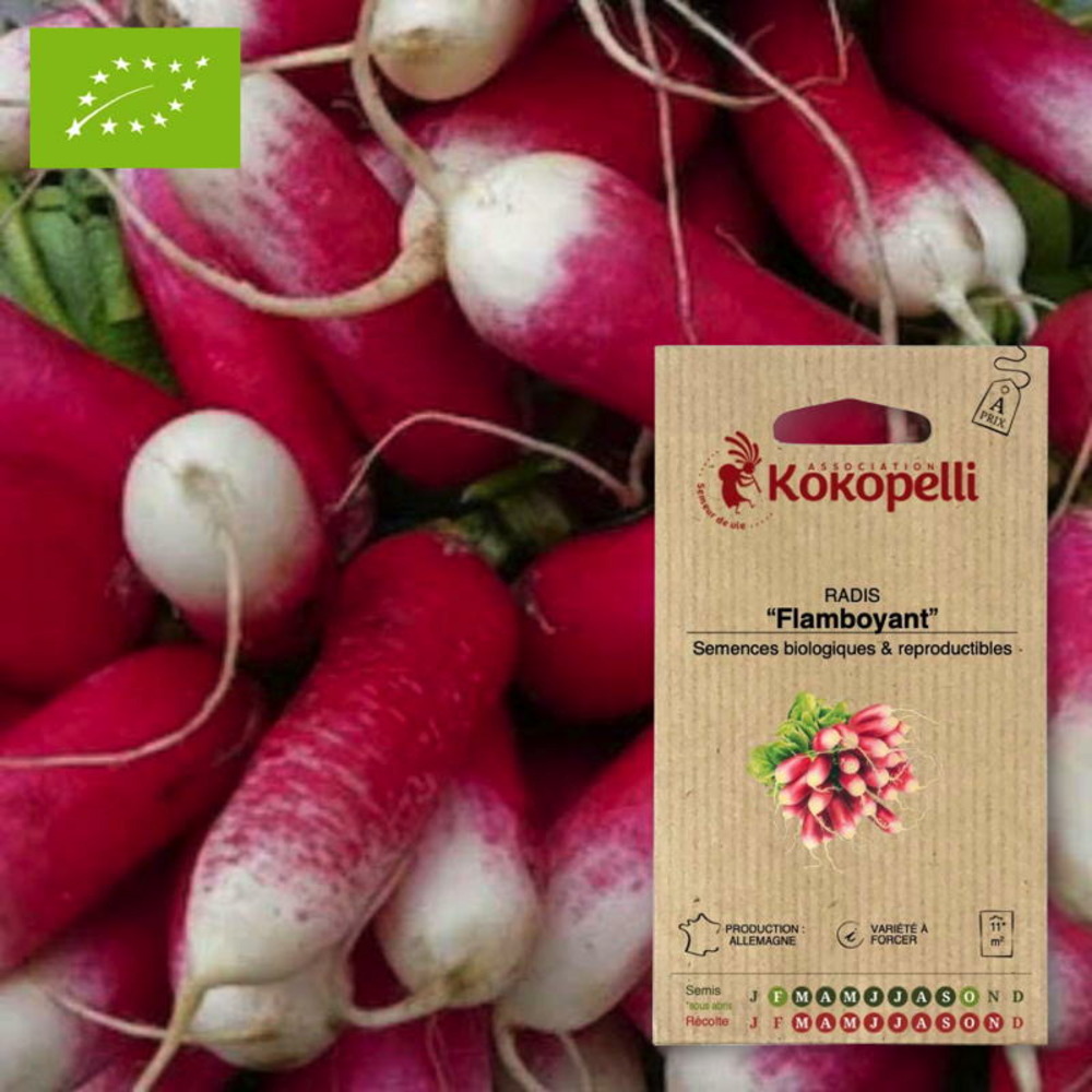 Graines bio à semer - radis flamboyant