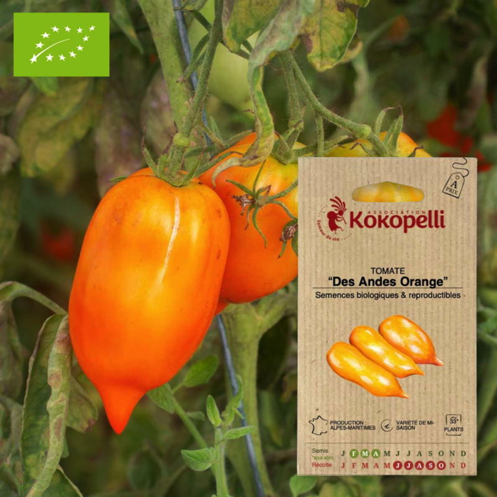 Graines bio à semer - tomate des andes orange