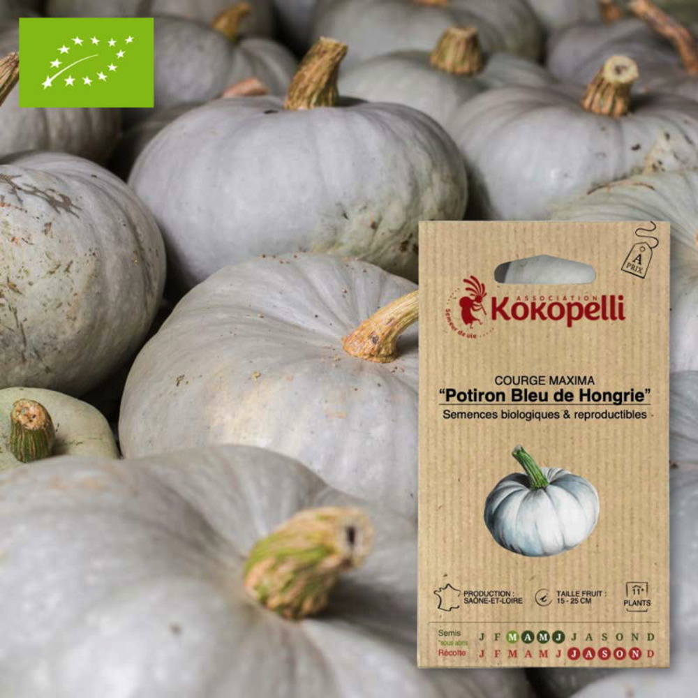 Graines bio à semer - courge maxima potiron bleu de hongrie