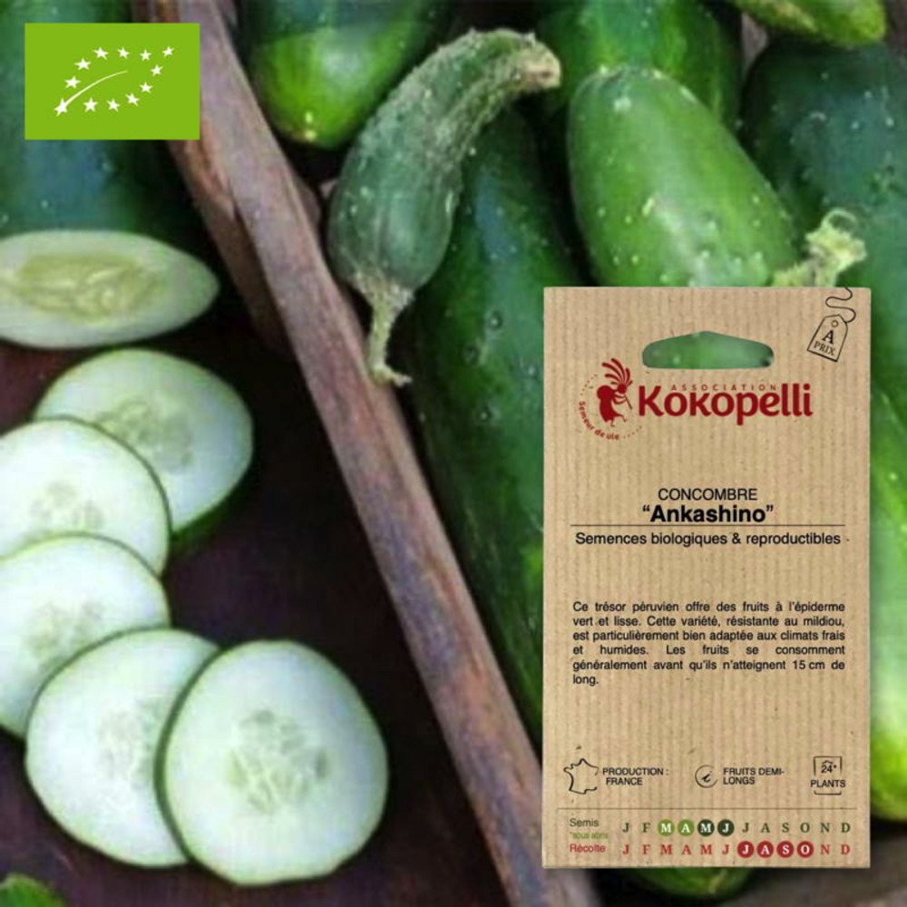 Graines bio à semer - concombre ankashino