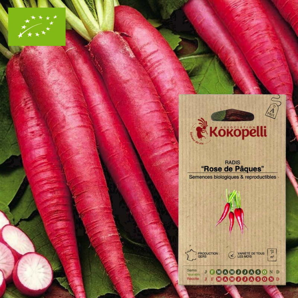 Graines bio à semer - radis rose de pâques