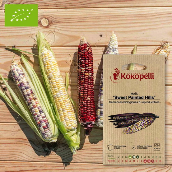 Graines bio à semer - maïs sweet painted hills