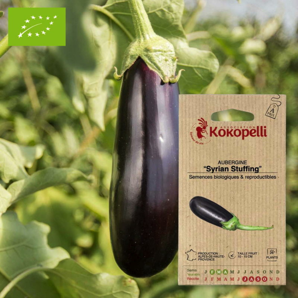 Graines bio à semer - aubergine syrian stuffing