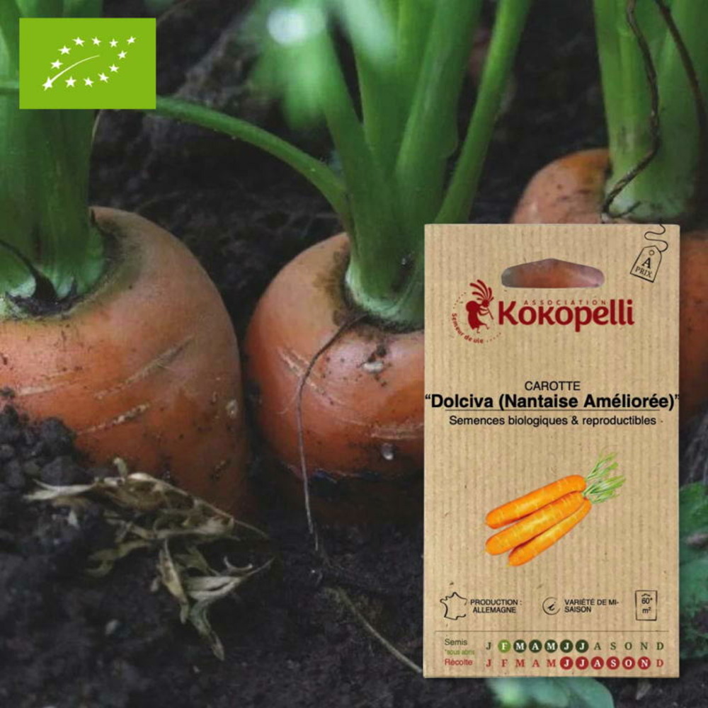 Graines bio à semer - carotte dolciva (nantaise améliorée)