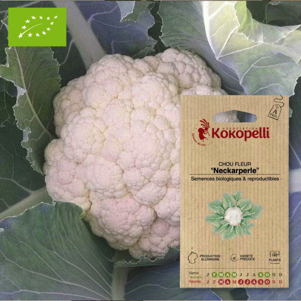 Graines bio à semer - chou fleur neckarperle