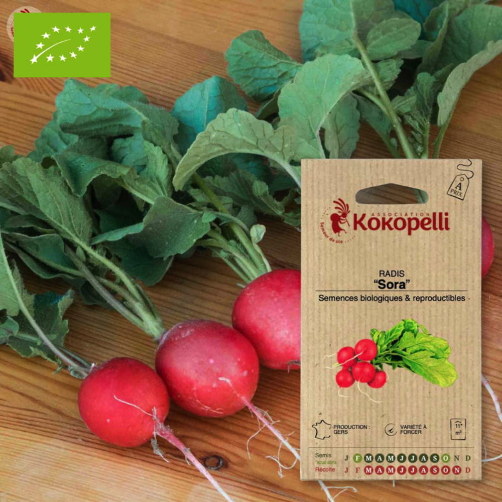 Graines bio à semer - radis de tous les mois sora