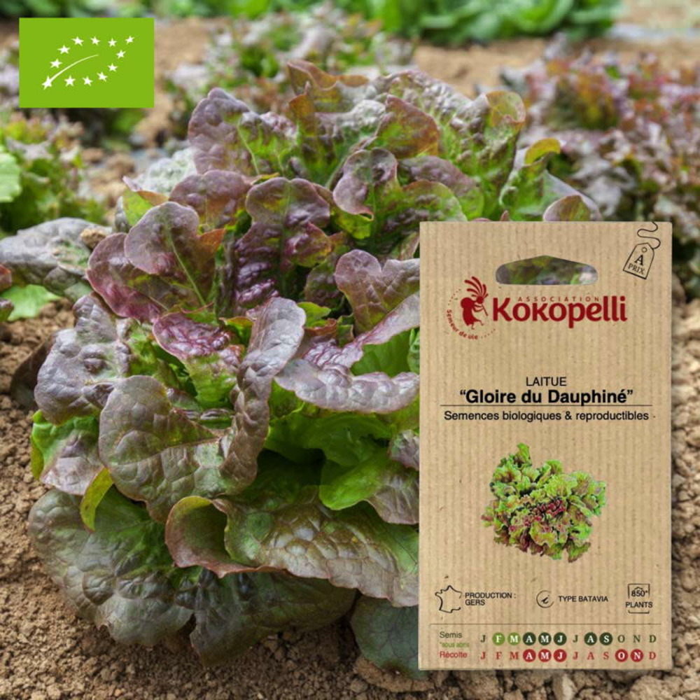 Graines bio à semer - laitue gloire du dauphiné