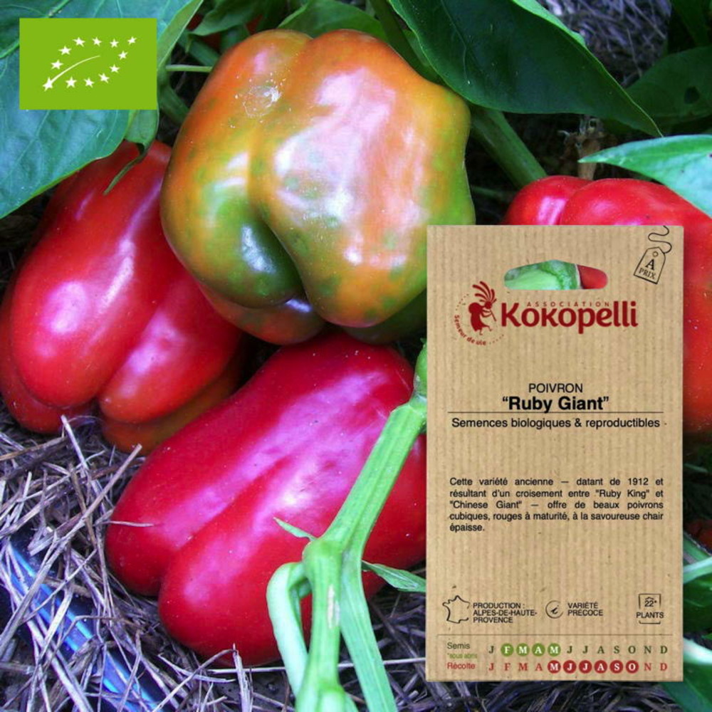 Graines bio à semer - poivron ruby giant