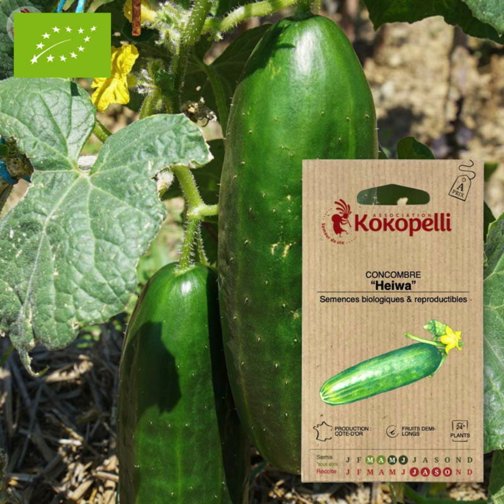 Graines bio à semer - concombre heiwa
