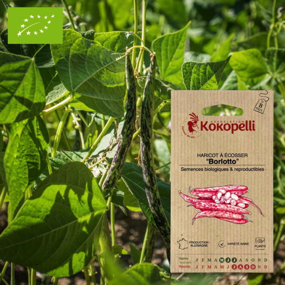 Graines bio à semer - haricot borlotto