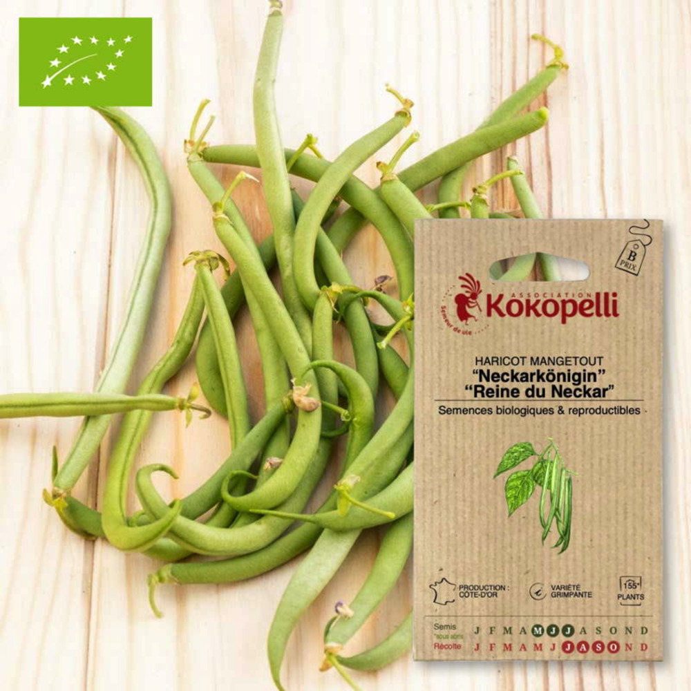 Graines bio à semer - haricot reine du neckar