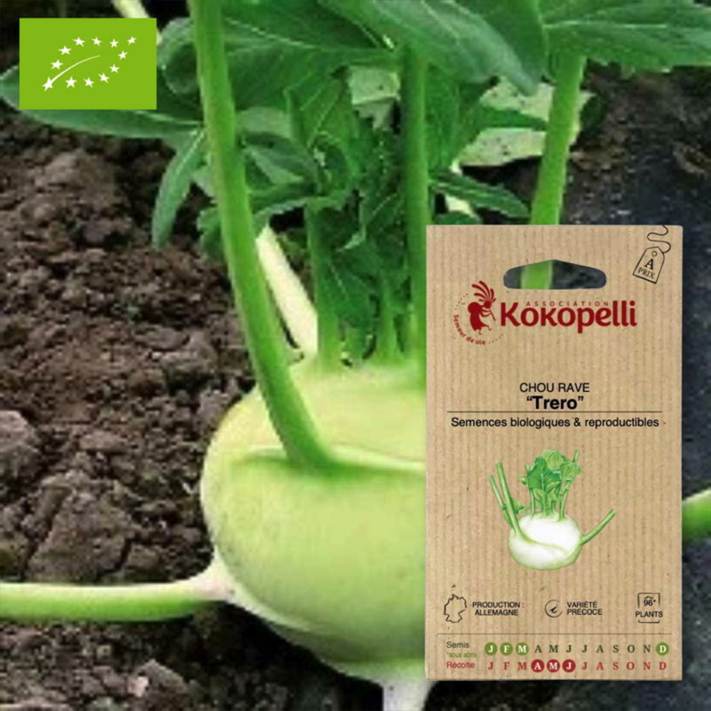 Graines bio à semer - chou rave trero