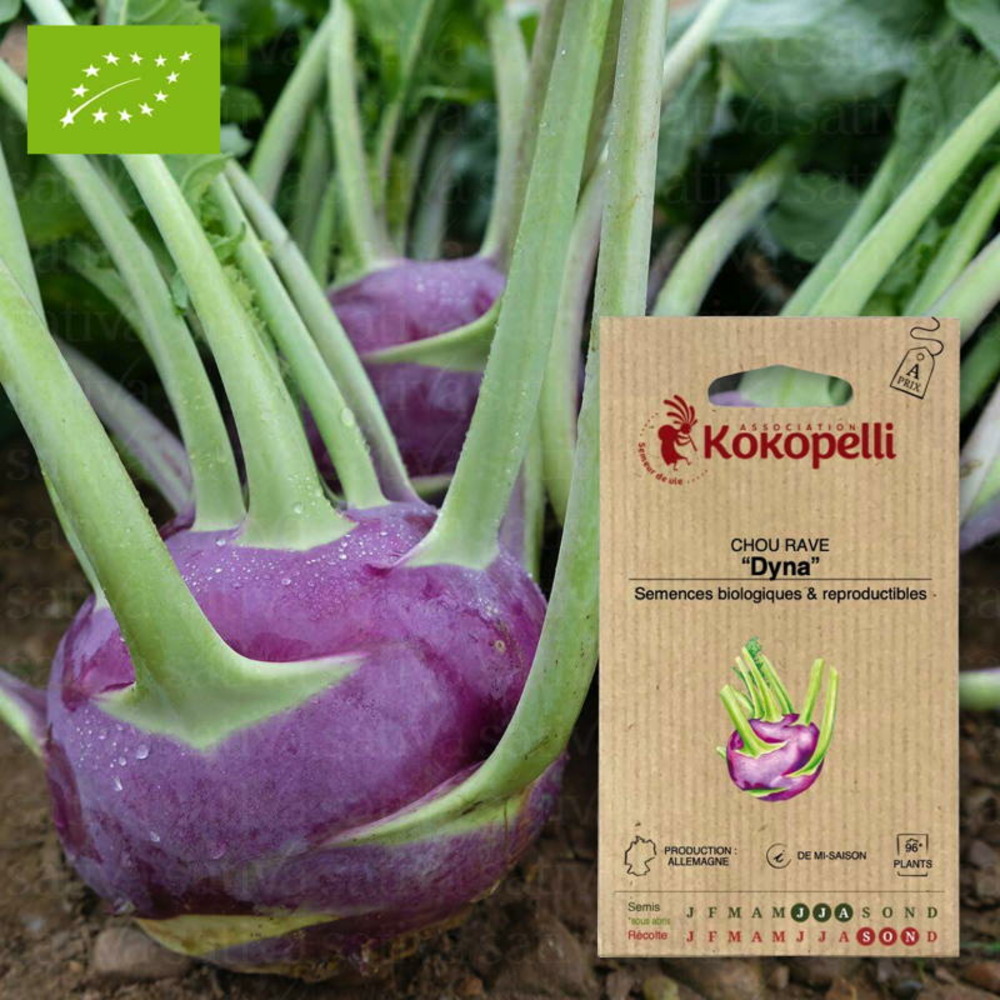 Graines bio à semer - chou rave dyna