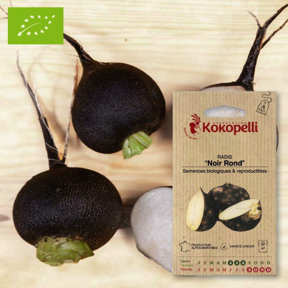 Graines bio à semer - radis noir rond