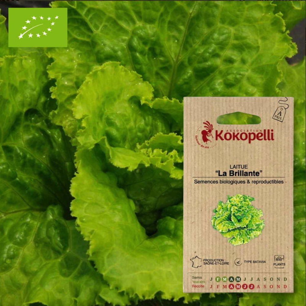 Graines bio à semer - laitue la brillante