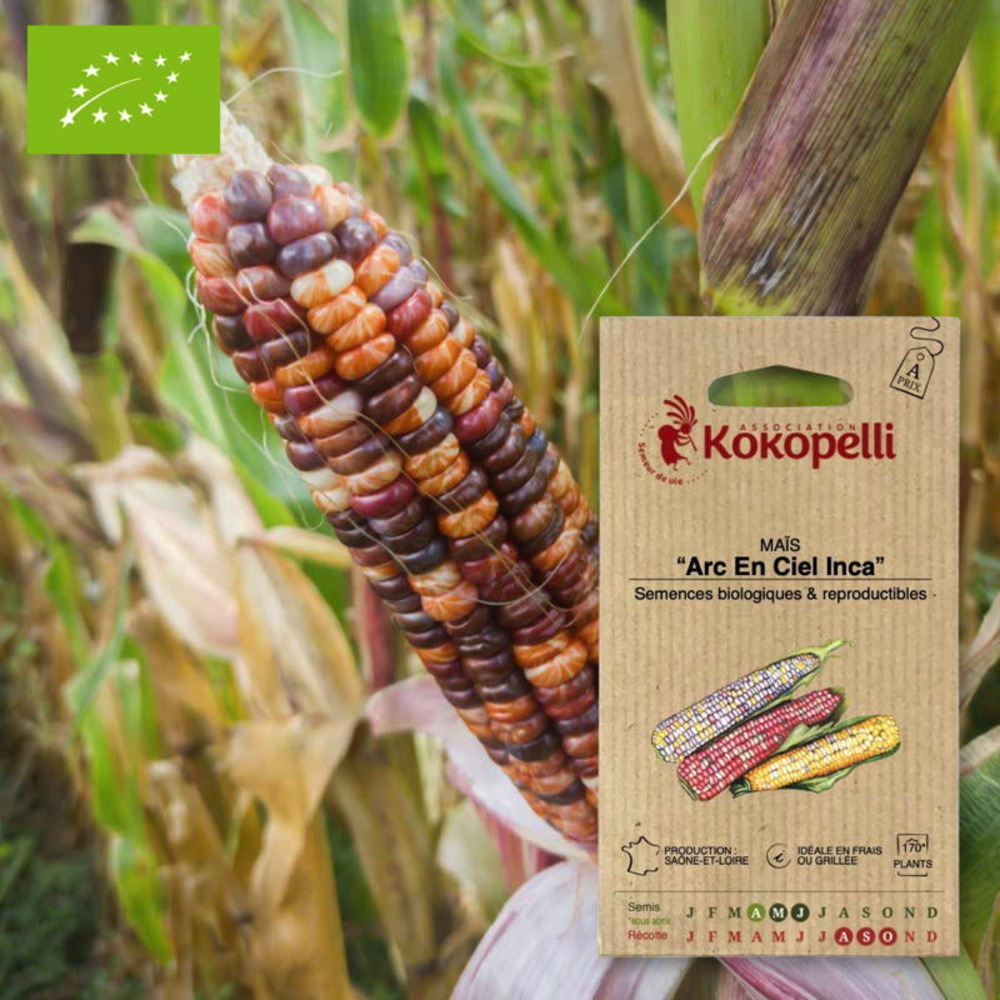 Graines bio à semer - maïs arc en ciel inca
