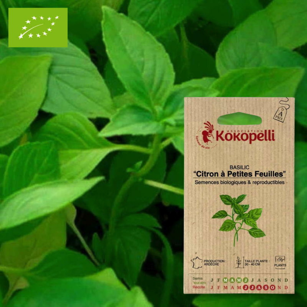Graines bio à semer - basilic citron à petites feuilles