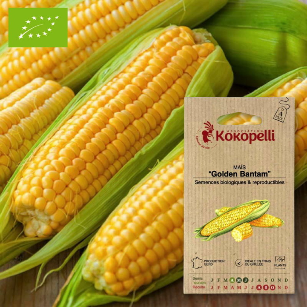 Graines bio à semer - maïs golden bantam