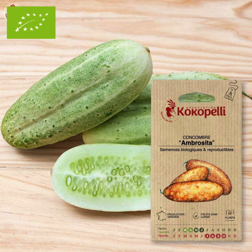 Graines bio à semer - concombre ambrosita
