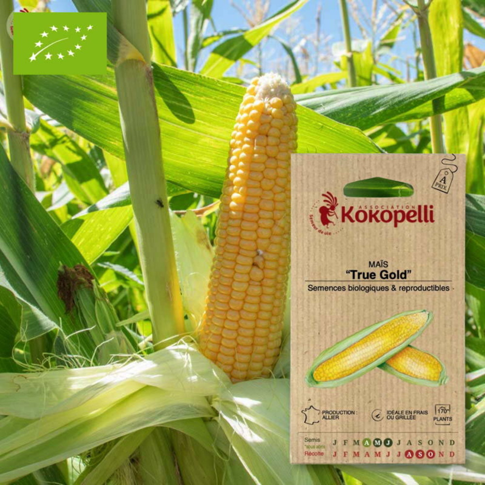 Graines bio à semer - maïs true gold