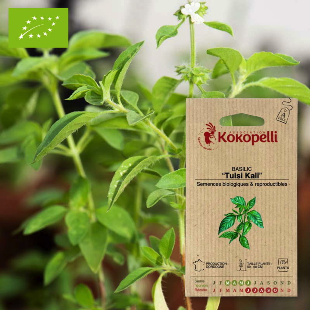 Graines bio à semer - basilic tulsi kali