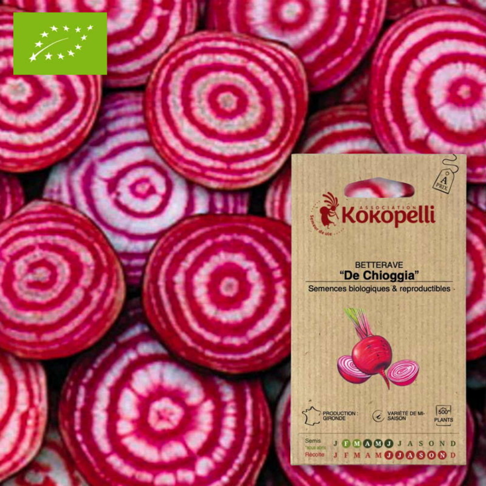 Graines bio à semer - betterave de chioggia