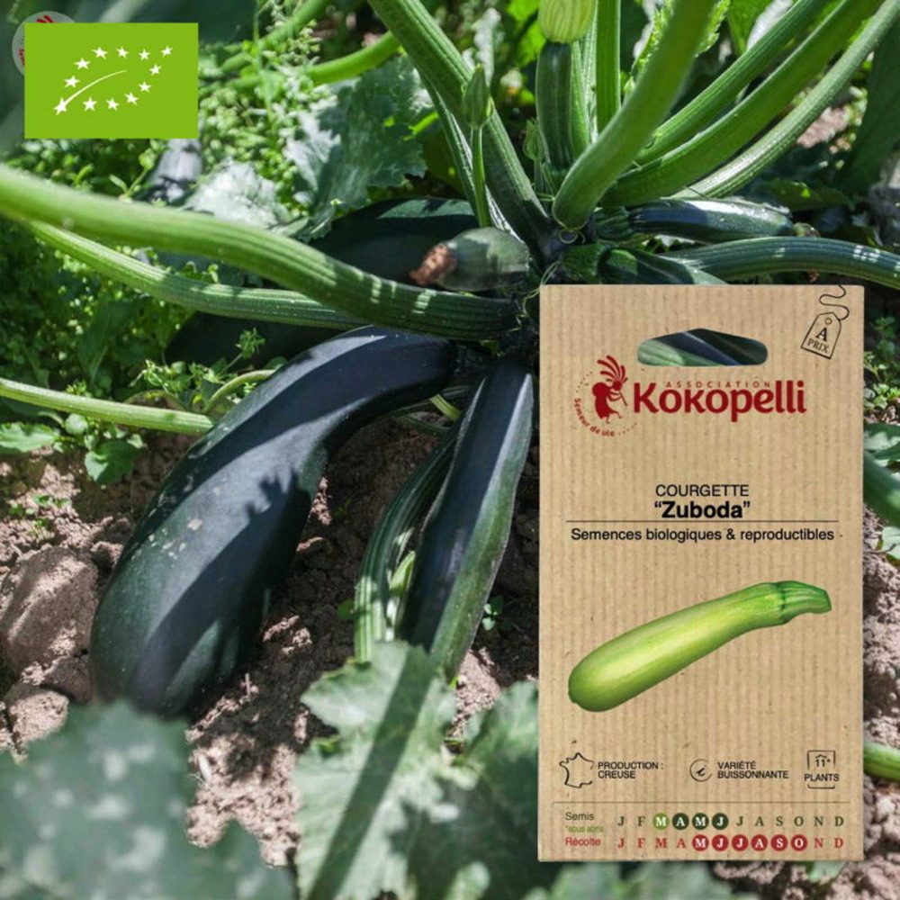 Graines bio à semer - courgette zuboda