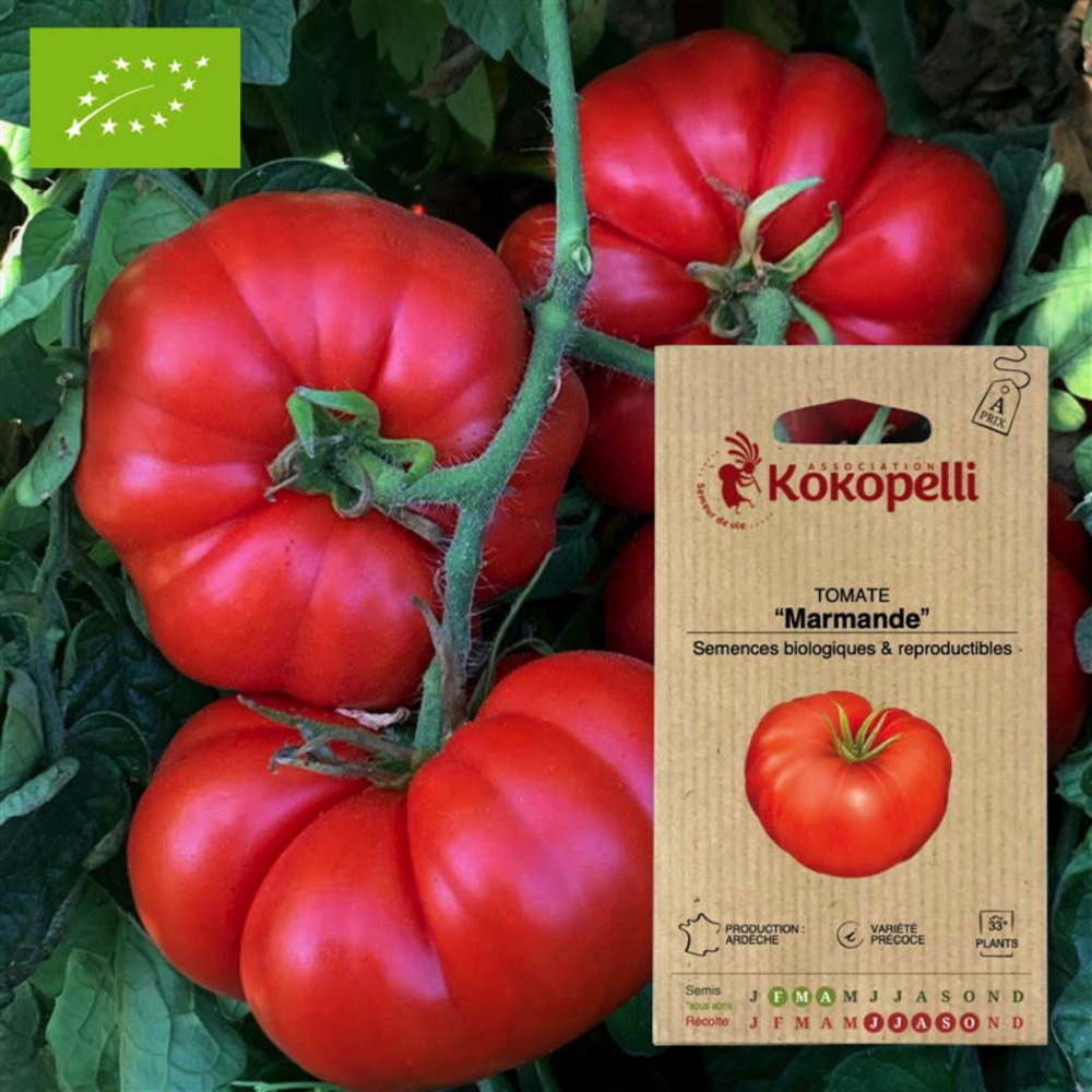 Graines bio à semer - tomate marmande