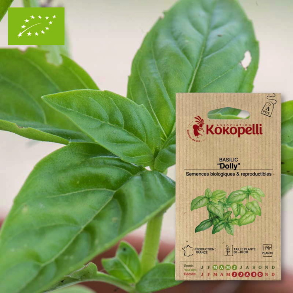 Graines bio à semer - basilic dolly