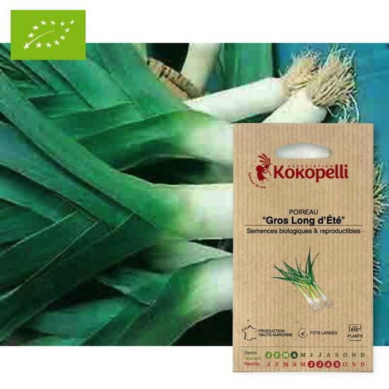 Poireau gros long d'été- graines bio à semer