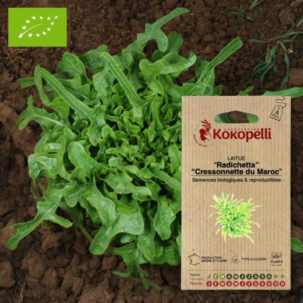 Graines bio à semer - laitue radichetta cressonnette du maroc