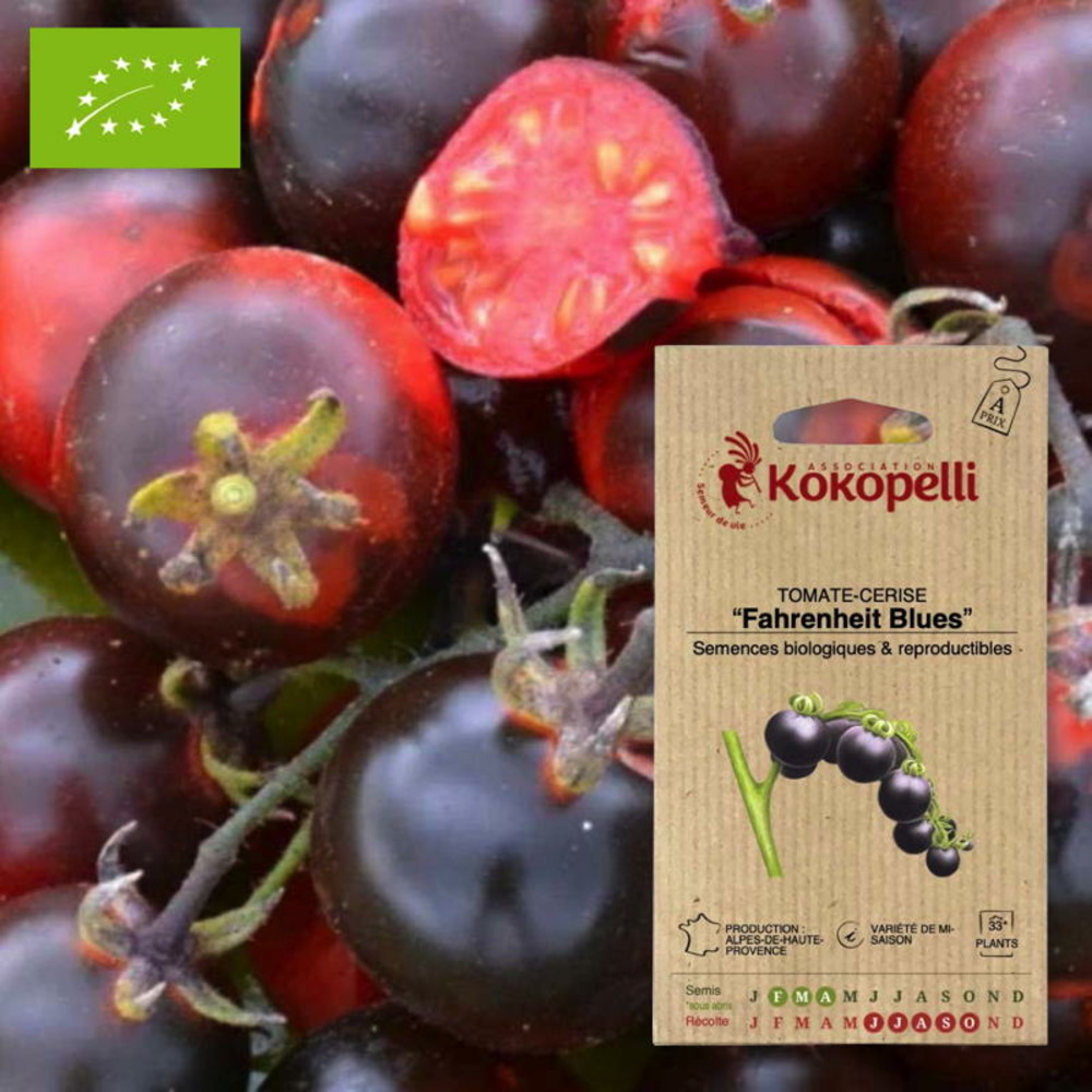 Graines bio à semer - tomate-cerise fahrenheit blues