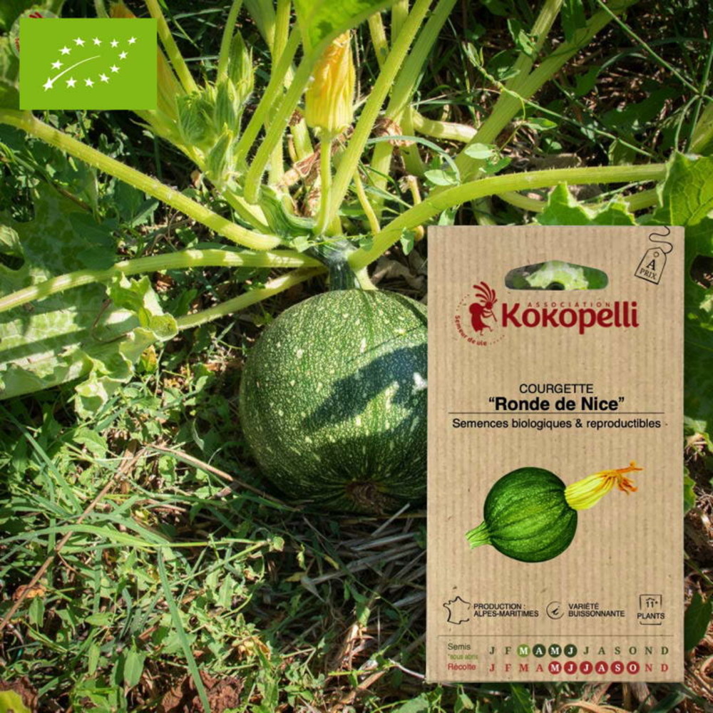 Graines bio à semer - courgette ronde de nice