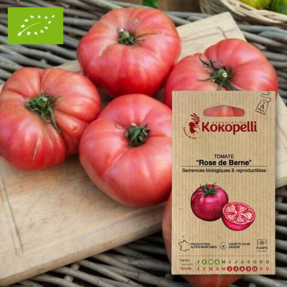 Graines bio à semer - tomate rose de berne