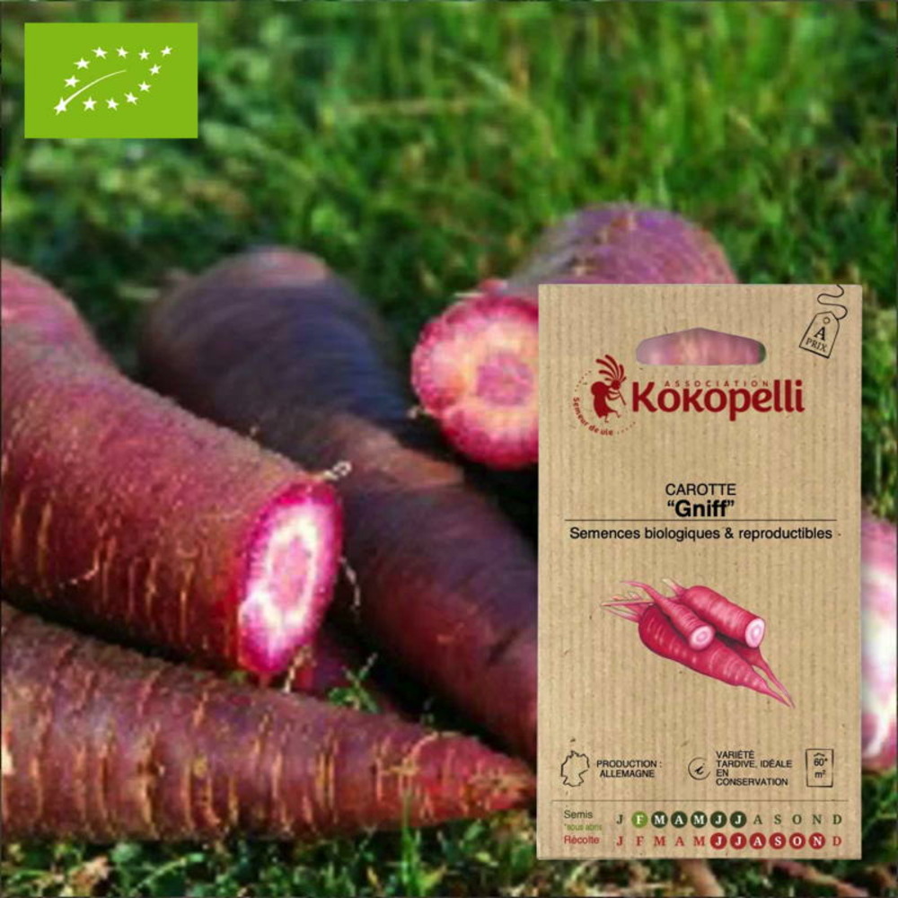 Graines bio à semer - carotte gniff