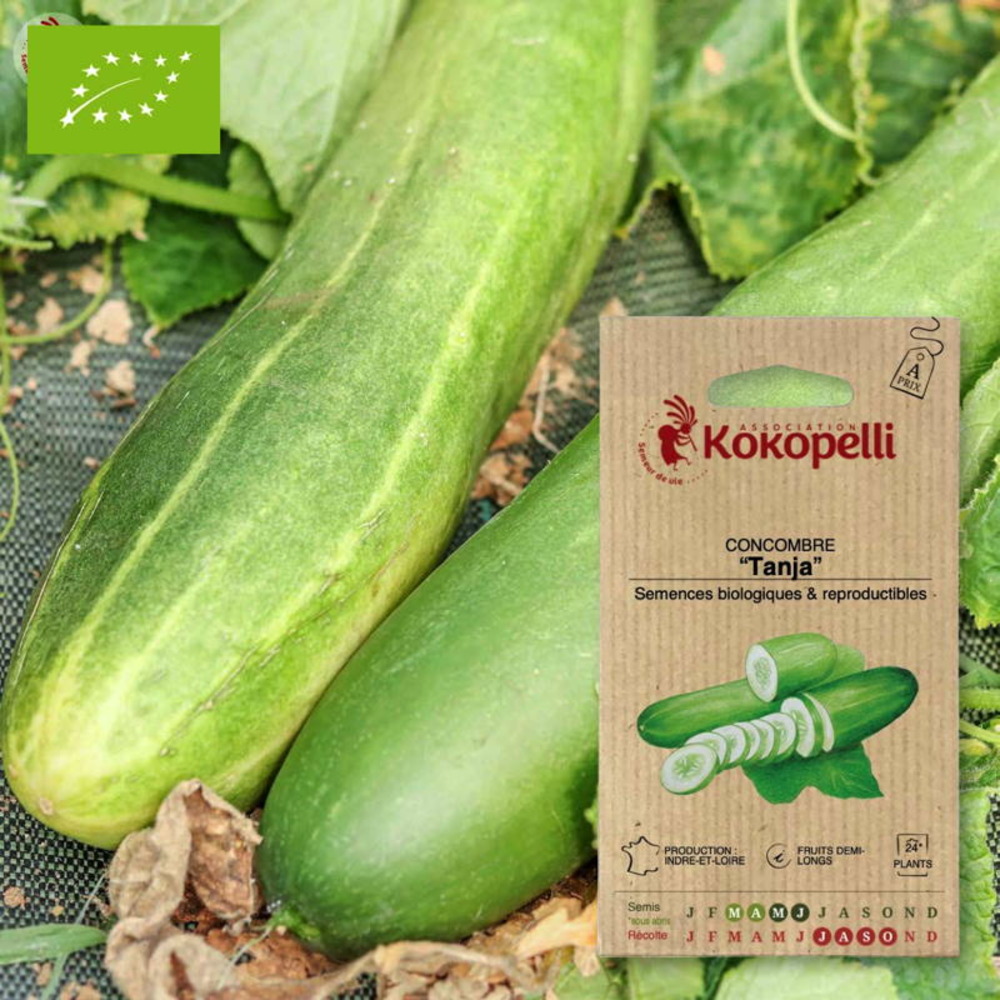 Graines bio à semer - concombre tanja