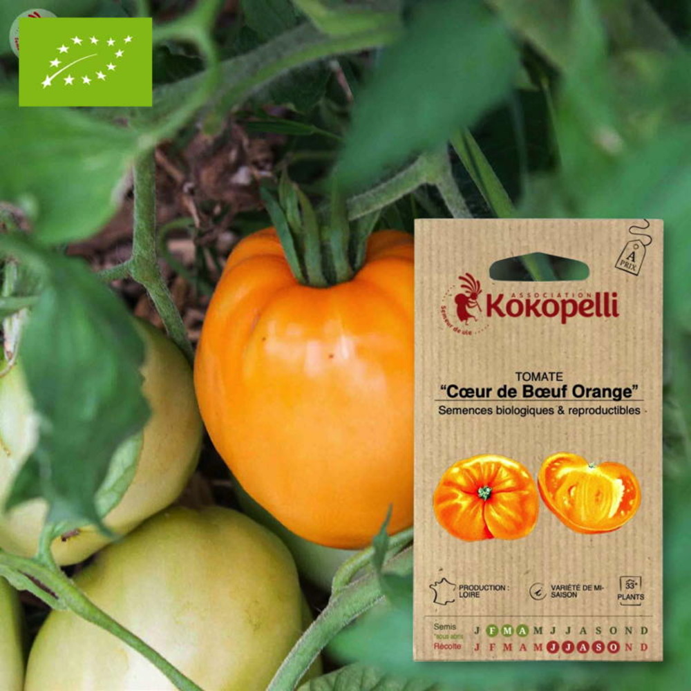 Graines bio à semer - tomate cœur de bœuf orange