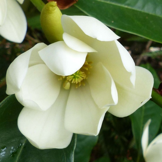 Magnolia 'fairy cream'® -michelia- pot de 3l/4l