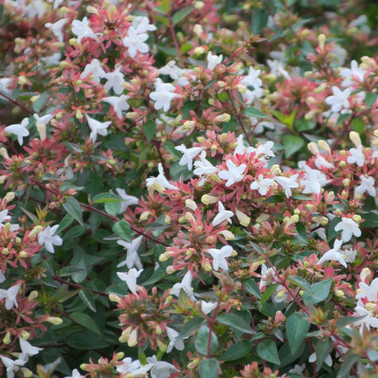 Abelia sherwood, abélia à grandes fleurs pot de 3l - 20/40 cm
